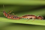 athous-subfuscus-paar-foto-haraldseide