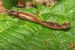 athous-subfuscus-paar-foto-koehler