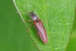 athous-subfuscus2-foto-thomason
