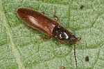 athous-subfuscus4-foto-altmann