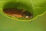 athous-subfuscus4-foto-koehler