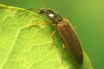 athous-subfuscus5-foto-koehler