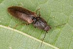 athous-zebei-female-foto-altmann