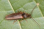 athous-zebei-male-foto-altmann