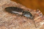 athous-zebei2-foto-altmann