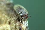 aulonotroscus-brevicollis2-foto-weidlich
