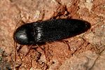 brachygonus-megerlei-foto-rose