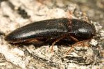 brachygonus-megerlei5-foto-koehler
