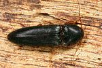 brachygonus-megerlei7-foto-koehler