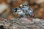 buprestis-dalmatina-paar-foto-keresztes