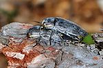 buprestis-dalmatina-paar2-foto-keresztes