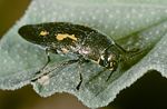 buprestis-dalmatina1-foto-roessler