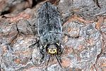 buprestis-dalmatina2-foto-keresztes