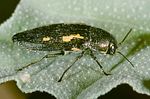 buprestis-dalmatina2-foto-roessler