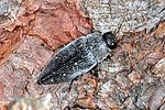 buprestis-dalmatina3-foto-keresztes