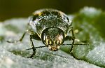 buprestis-dalmatina3-foto-roessler