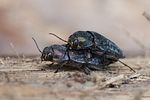 buprestis-haemorrhoidalis-paar2-foto-roessler