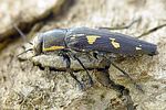 buprestis-novemmaculata-foto-krejcik