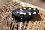 buprestis-novemmaculata-foto-martinez