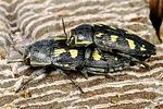 buprestis-novemmaculata-paar-foto-mazzei