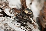 buprestis-novemmaculata-paar3-foto-roessler