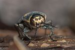buprestis-novemmaculata2-foto-roessler