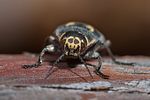 buprestis-novemmaculata4-foto-roessler