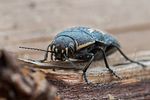 buprestis-novemmaculata6-foto-roessler