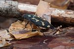 buprestis-novemmaculata7-foto-roessler