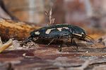 buprestis-novemmaculata8-foto-roessler