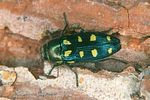 buprestis-octoguttata-foto-hauswirth