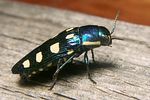 buprestis-octoguttata2-foto-koehler