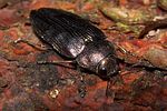 buprestis-rustica-foto-koehler