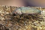 buprestis-rustica-foto-kozlowski