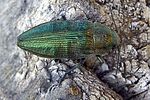 buprestis-rustica-foto-martinez