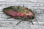 buprestis-rustica-foto-opitz