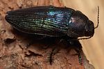 buprestis-rustica-foto-polacek