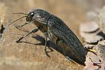 buprestis-rustica-ovopos2-foto-koehler