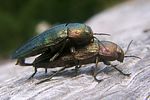 buprestis-rustica-paar2-foto-koehler
