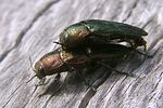 buprestis-rustica-paar3-foto-koehler