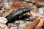 buprestis-rustica2-foto-koehler