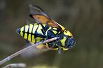 buprestis-sanguinea-detail-foto-martinez