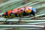 buprestis-sanguinea2-foto-martinez