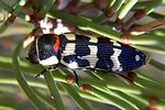 buprestis-sanguinea3-foto-martinez