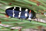 buprestis-sanguinea4-foto-martinez