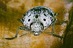 capnodis-cariosa3-foto-roessler