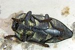 capnodis-porosa-dorsal-foto-melkogabler