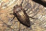 capnodis-tenebricosa-foto-rose