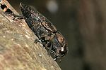capnodis-tenebricosa2-foto-jschmidt