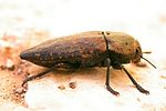 capnodis-tenebricosa2-foto-keresztes